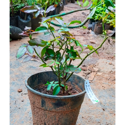 Miniature Red Button Rose Live Plant