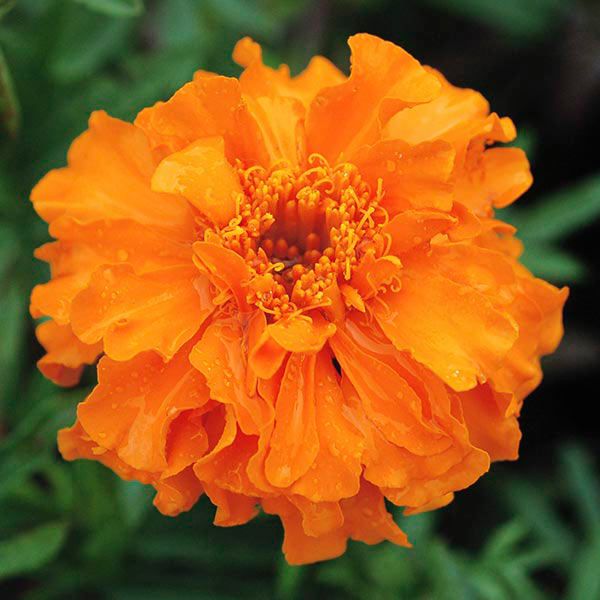 Miniature Orange Marigold All Time Flowering Live Plant
