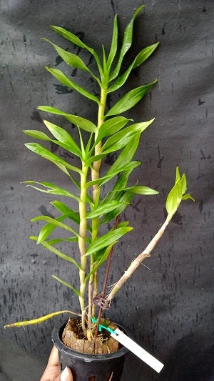 Dendrobium Miyakei