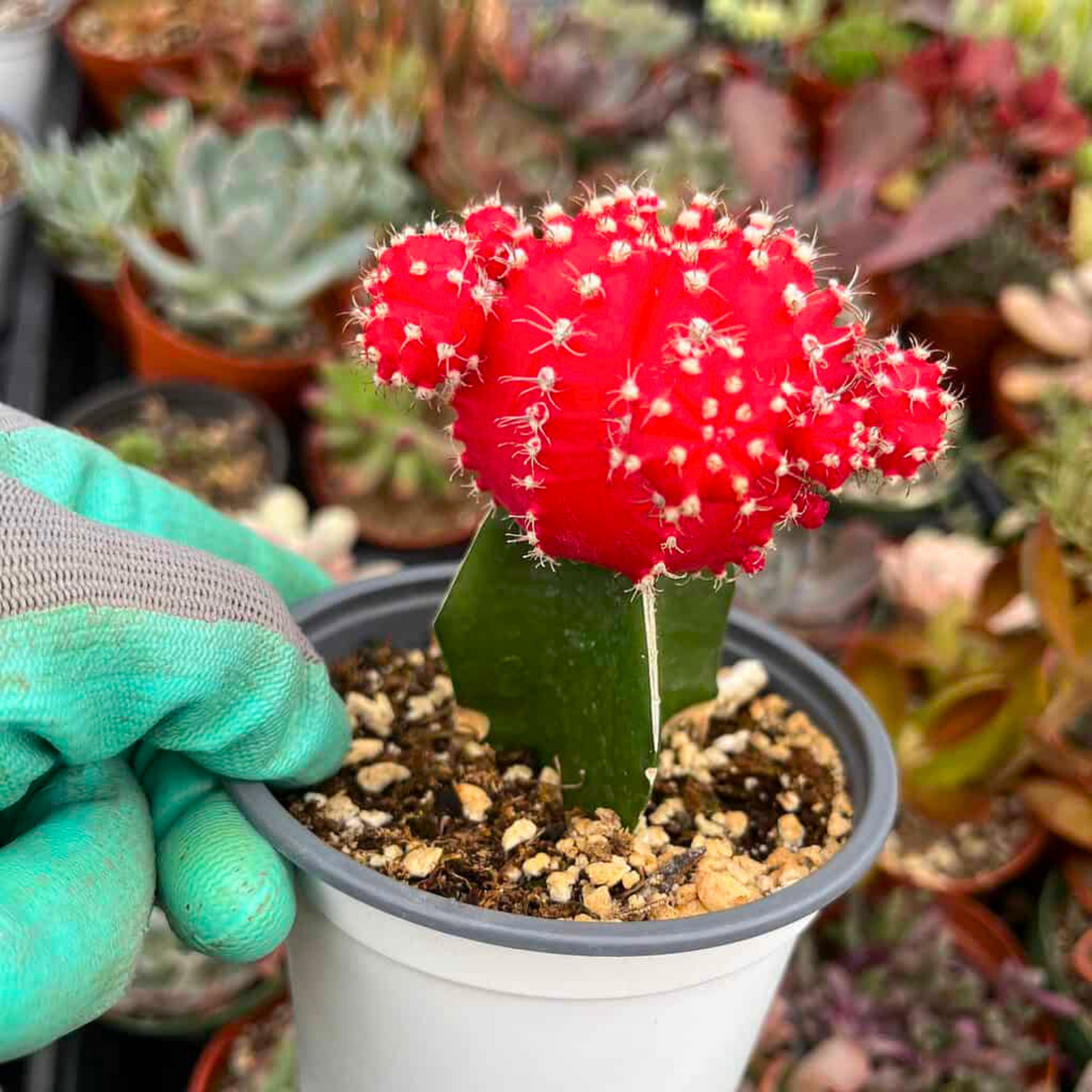 Moon Cactus Red (Gymnocalycium mihanovichii) Grafted Live Plant