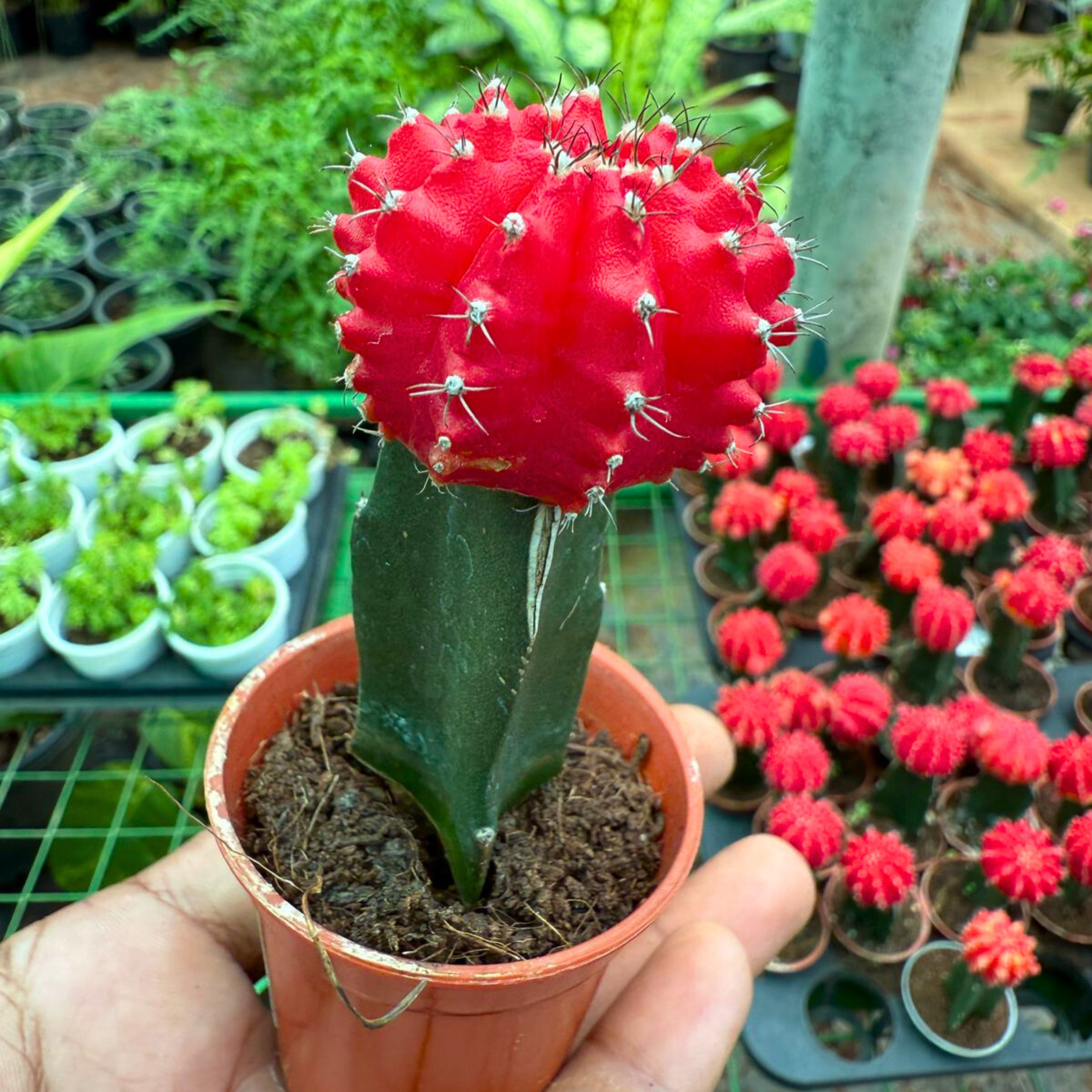 Moon Cactus Red (Gymnocalycium mihanovichii) Grafted Live Plant