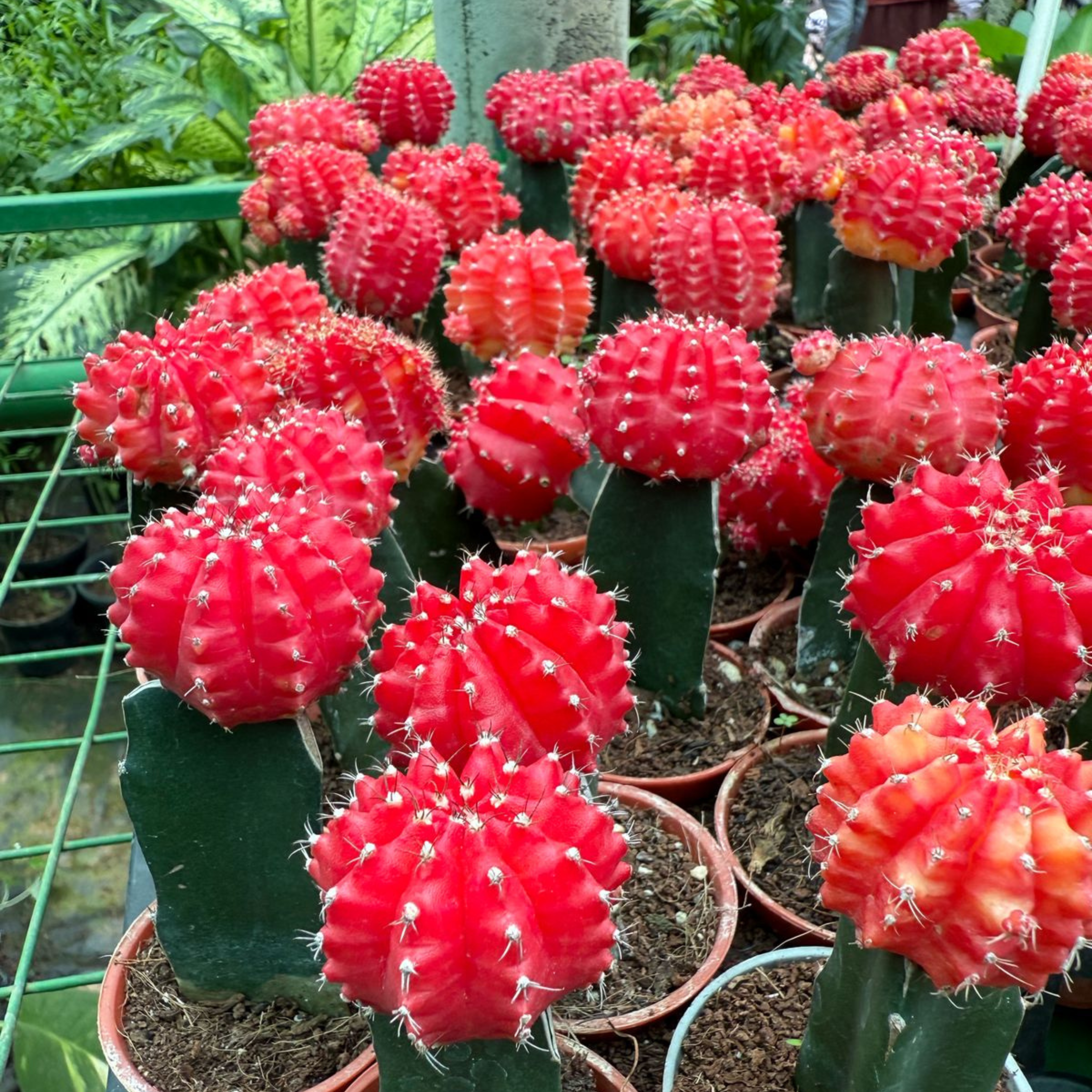 Moon Cactus Red (Gymnocalycium mihanovichii) Grafted Live Plant