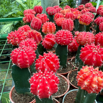 Moon Cactus Red (Gymnocalycium mihanovichii) Grafted Live Plant