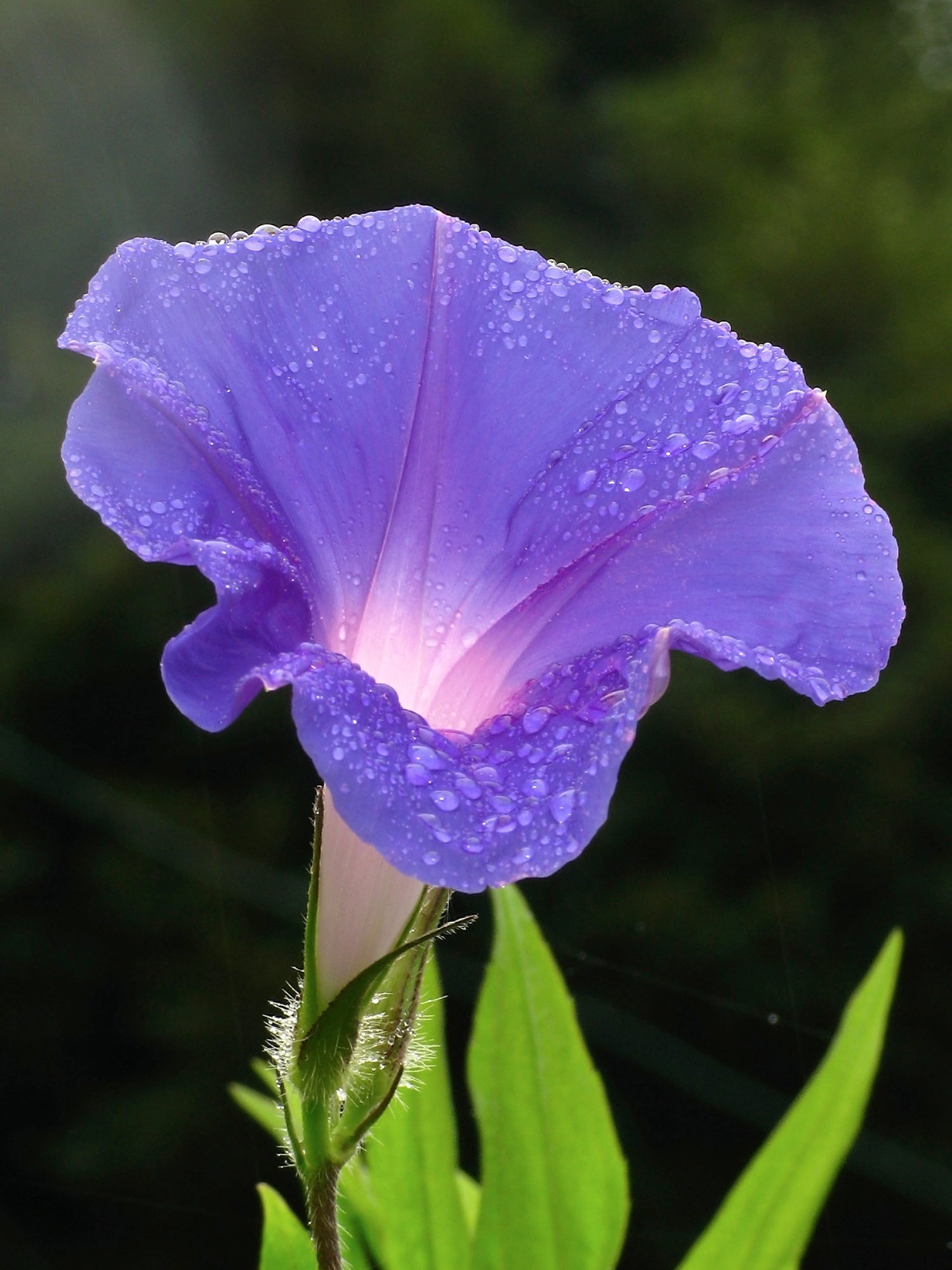 Morning Glory (Ipomoea) All Time Flowering Live Plant