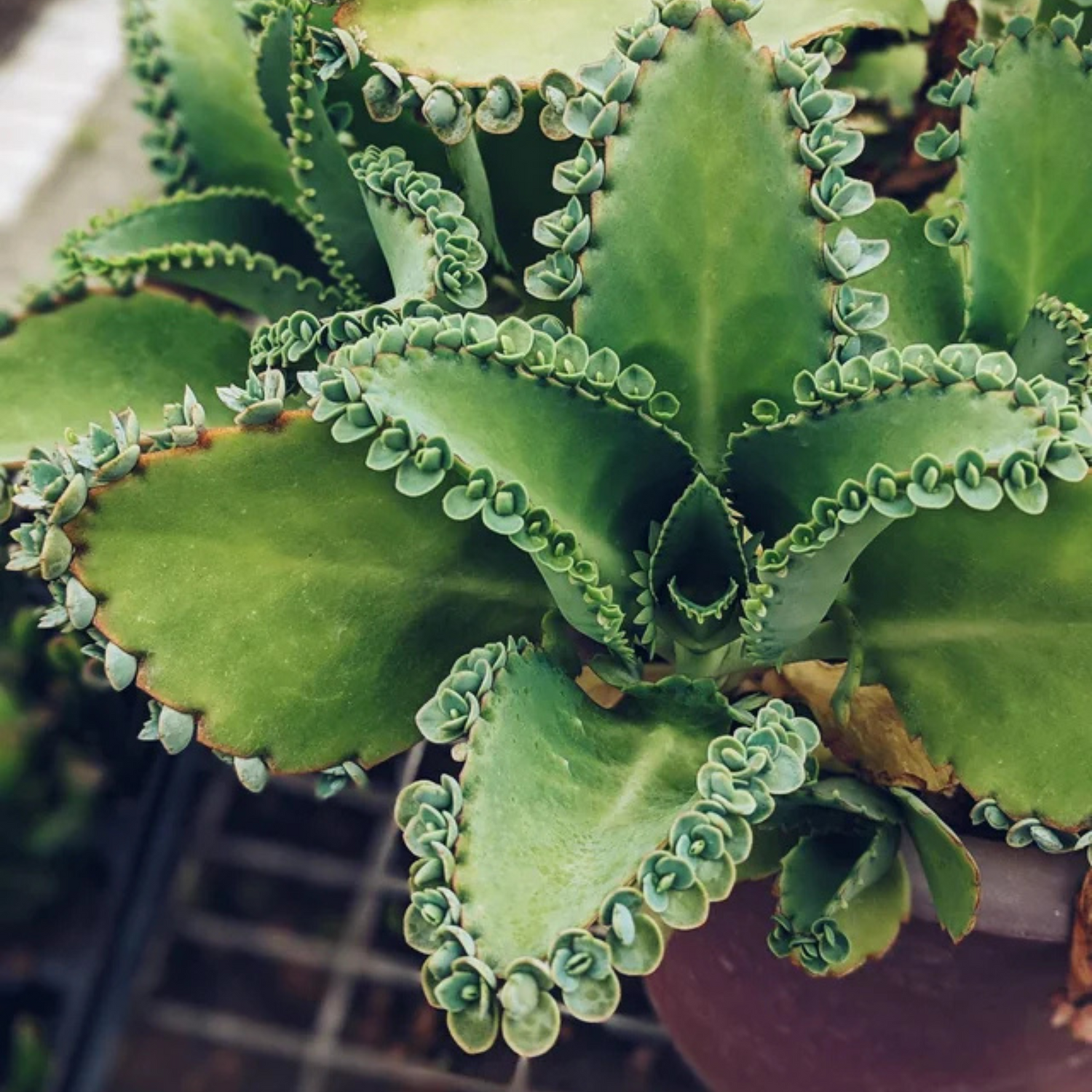 Mother of Thousands (Kalanchoe daigremontian) Succulent Live Plant