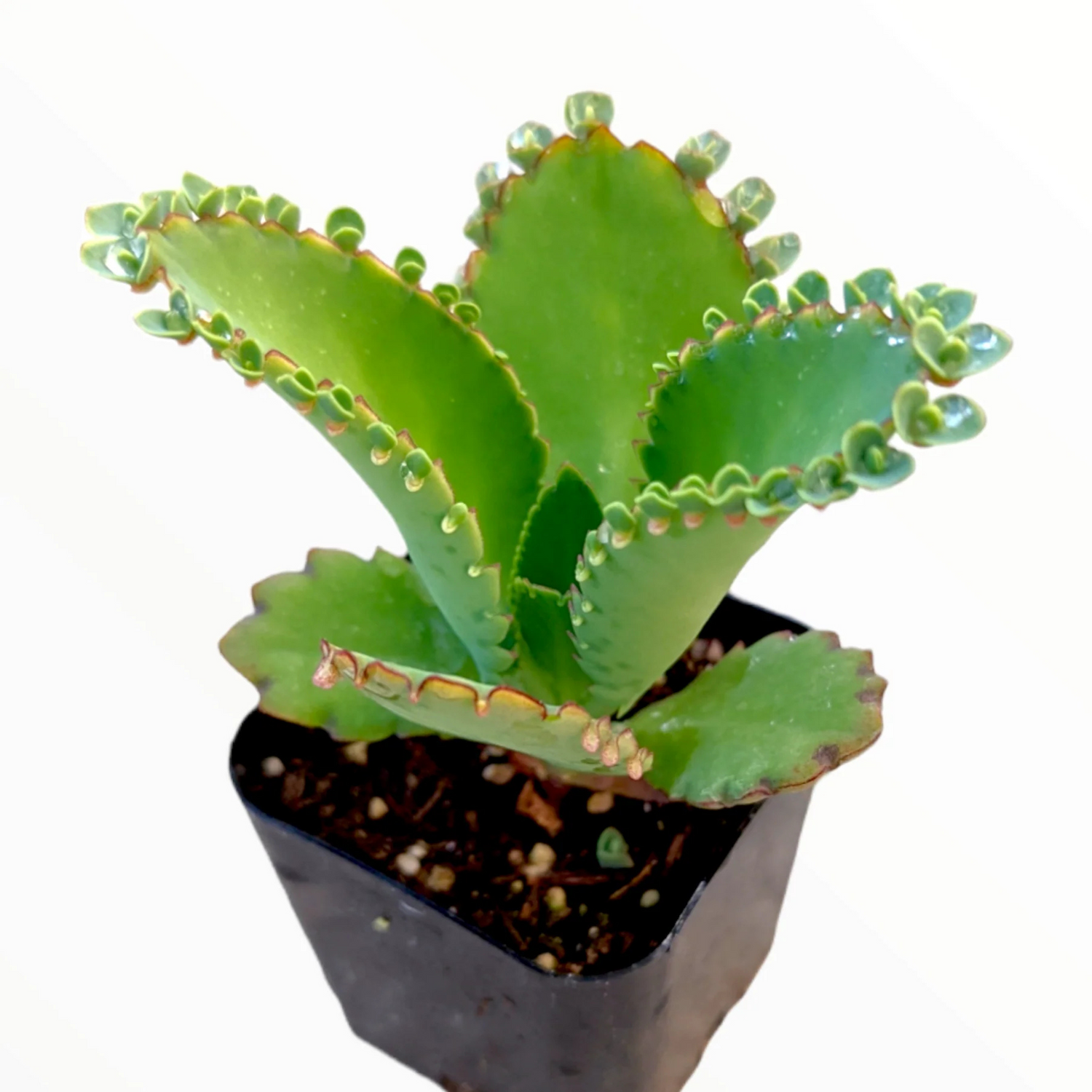 Mother of Thousands (Kalanchoe daigremontian) Succulent Live Plant