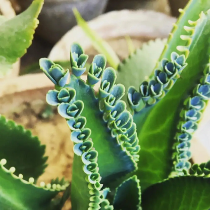 Mother of Thousands (Kalanchoe daigremontian) Succulent Live Plant