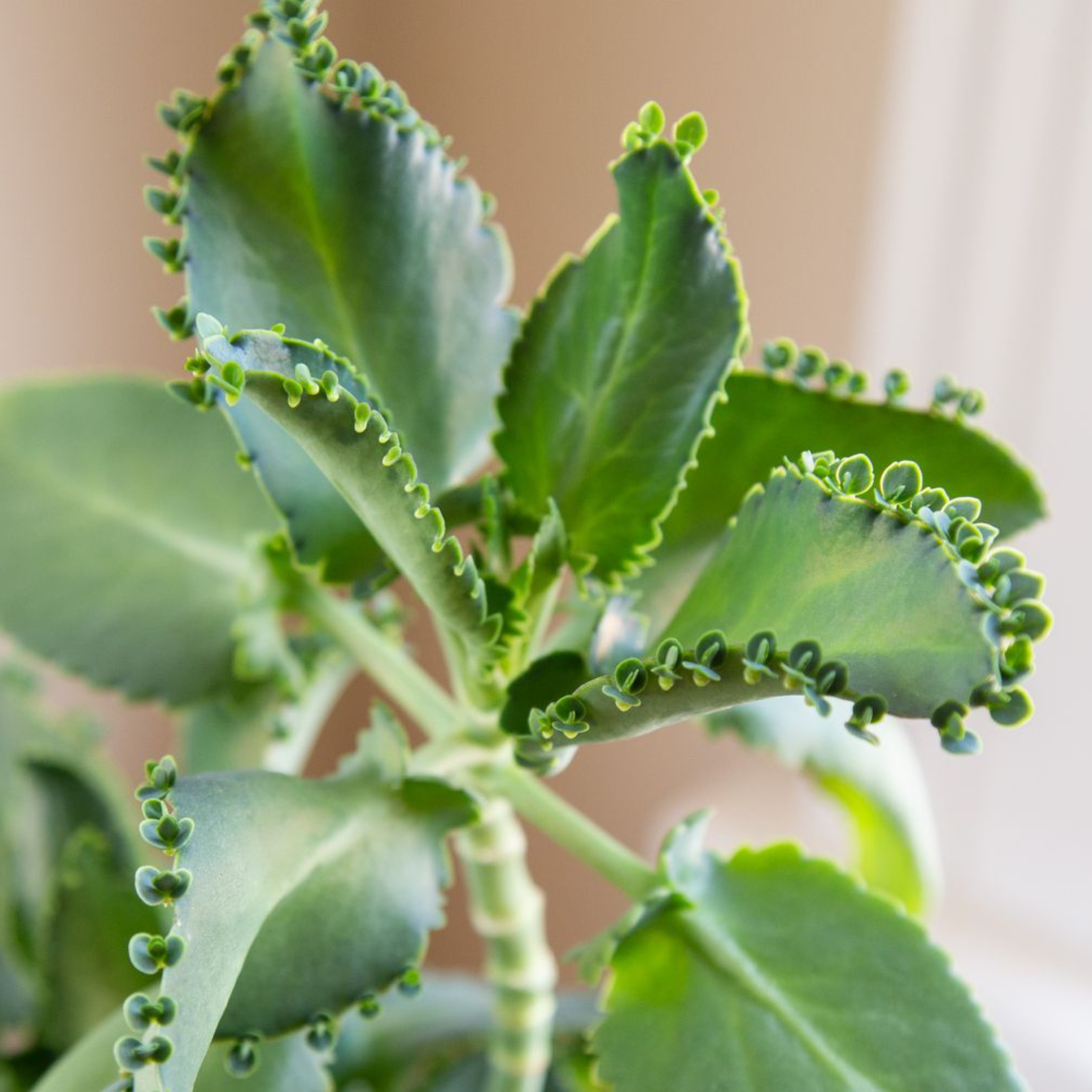 Mother of Thousands (Kalanchoe daigremontian) Succulent Live Plant