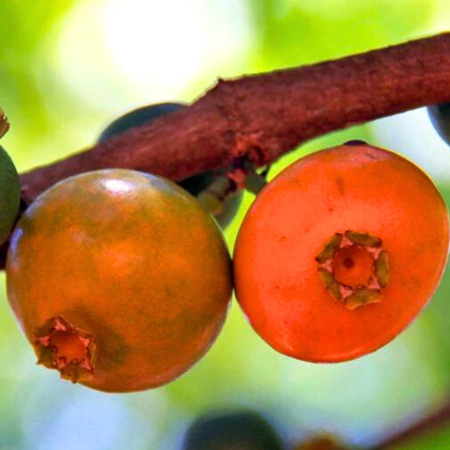 Mouriri (Mouriri guianensis) Rare Fruit Live Plant