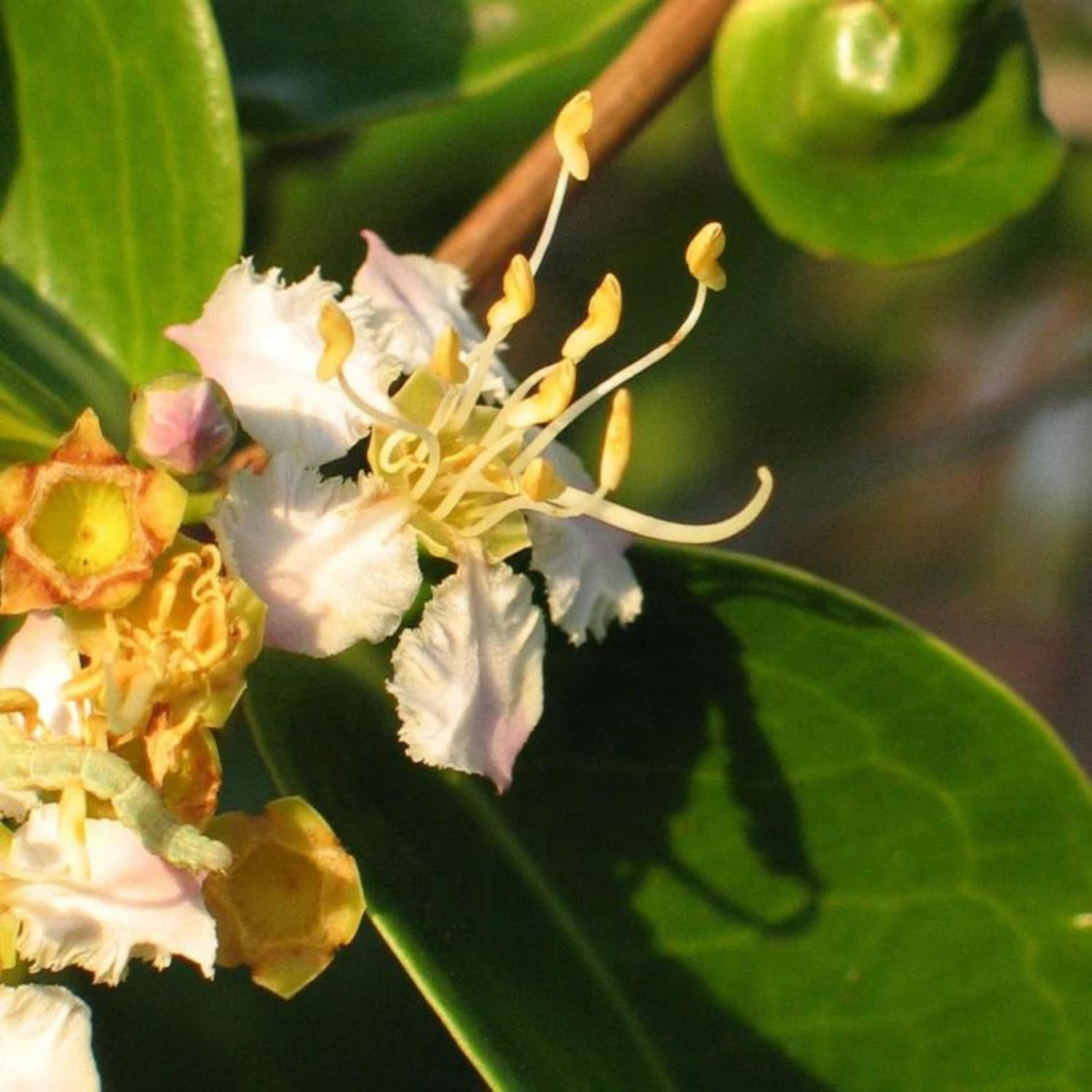 Mouriri (Mouriri guianensis) Rare Fruit Live Plant