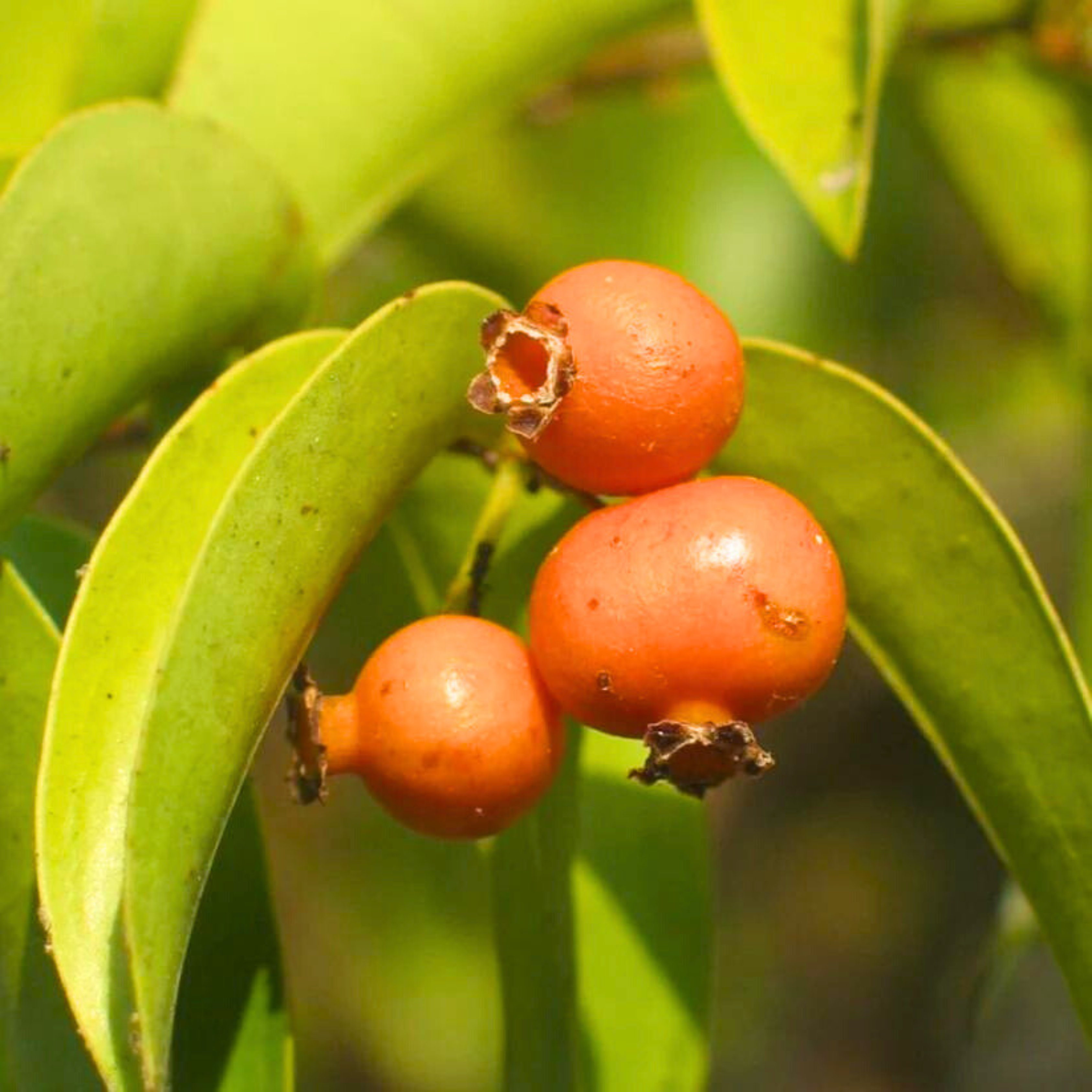 Mouriri (Mouriri guianensis) Rare Fruit Live Plant