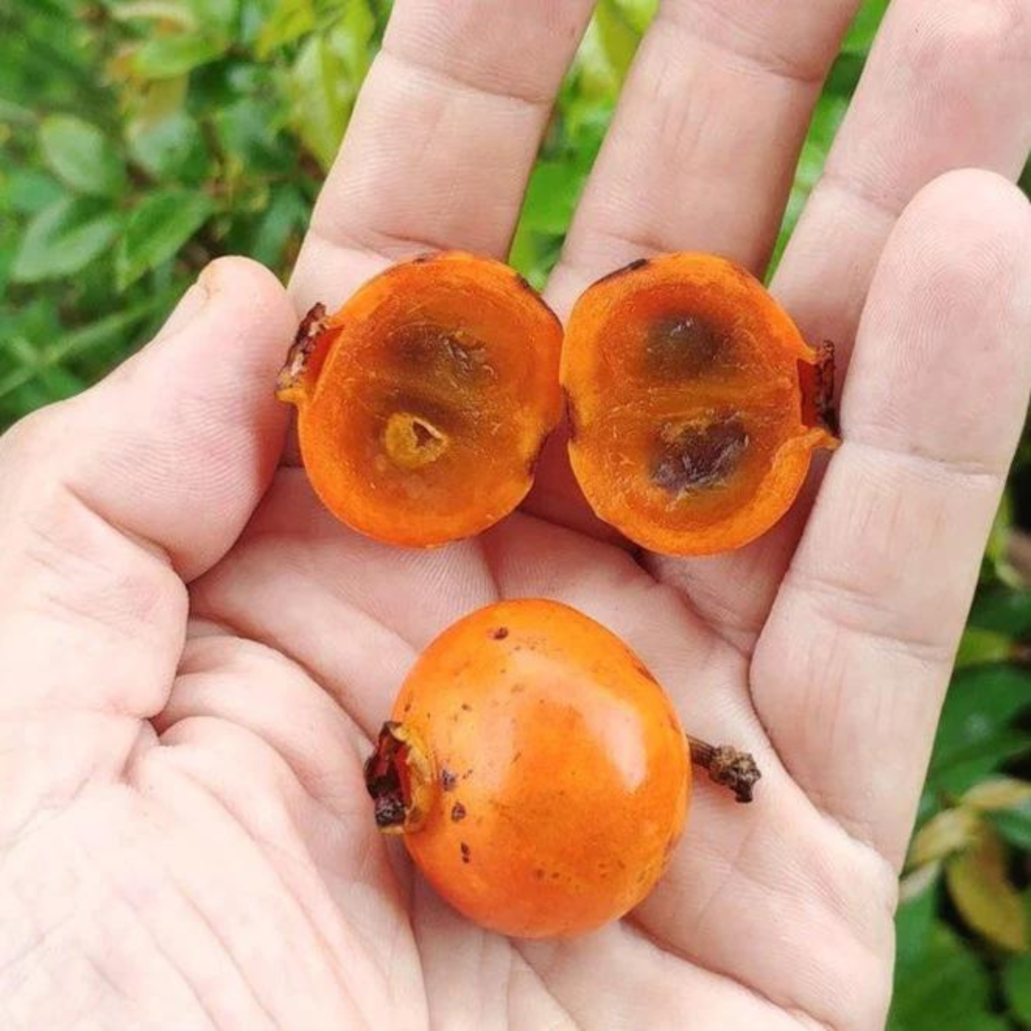 Mouriri (Mouriri guianensis) Rare Fruit Live Plant