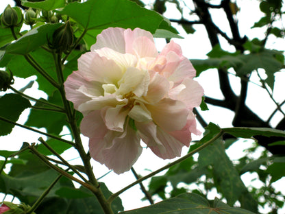 Colour Changing Rose (Hibiscus mutabilis) All Time Flowering Live Plant
