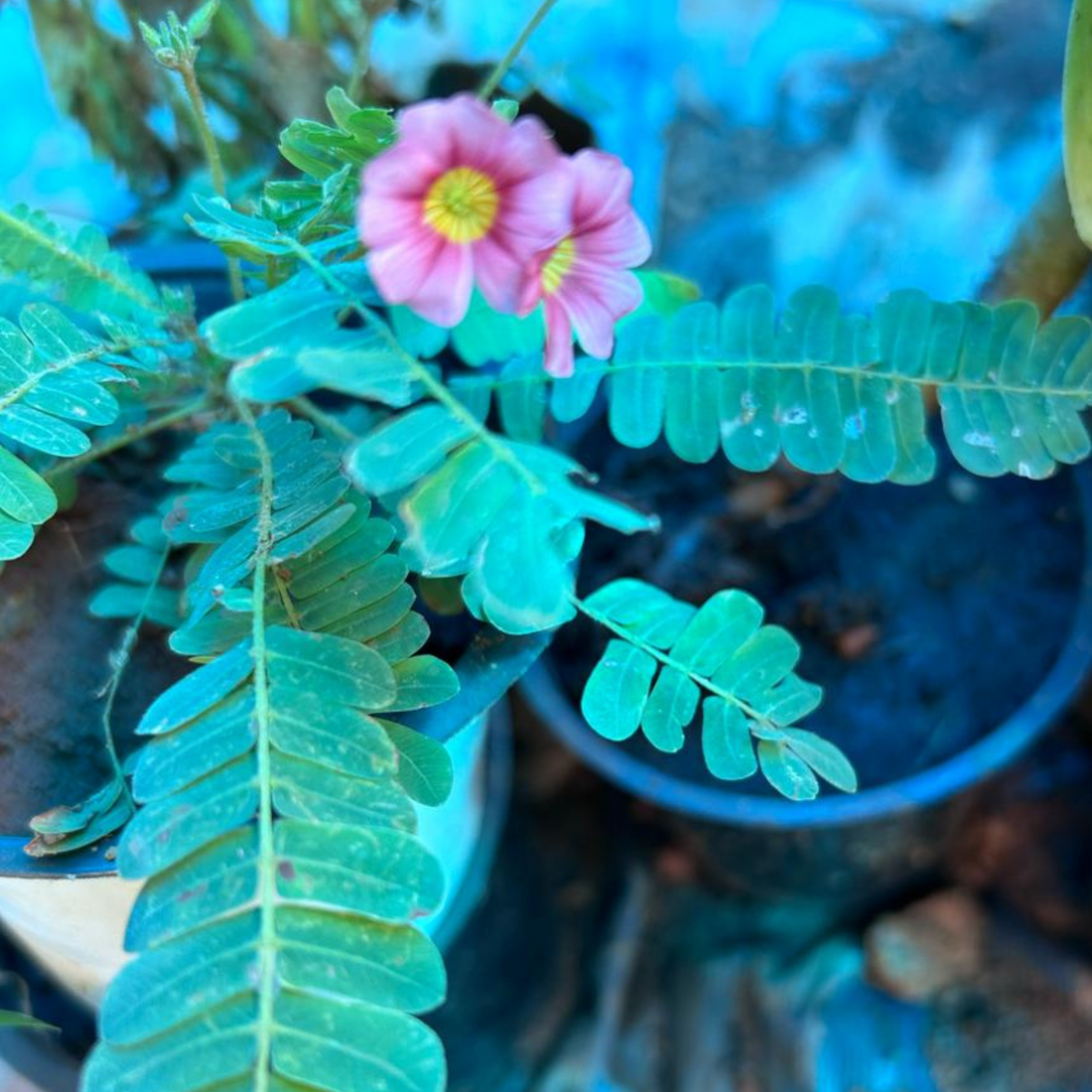 Mukkutti Red (Biophytum sensitivum) Flowering Live Plant