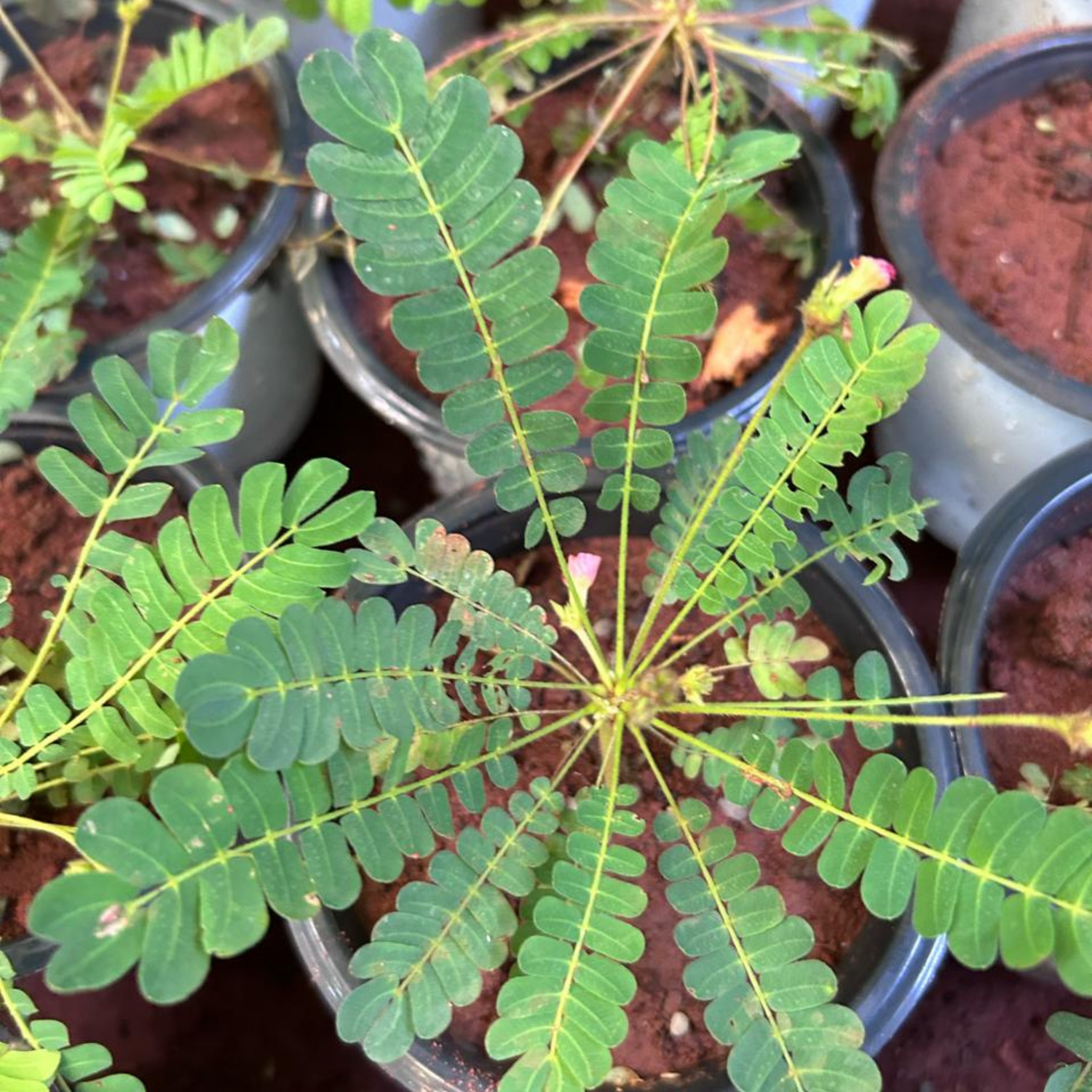 Mukkutti Red (Biophytum sensitivum) Flowering Live Plant
