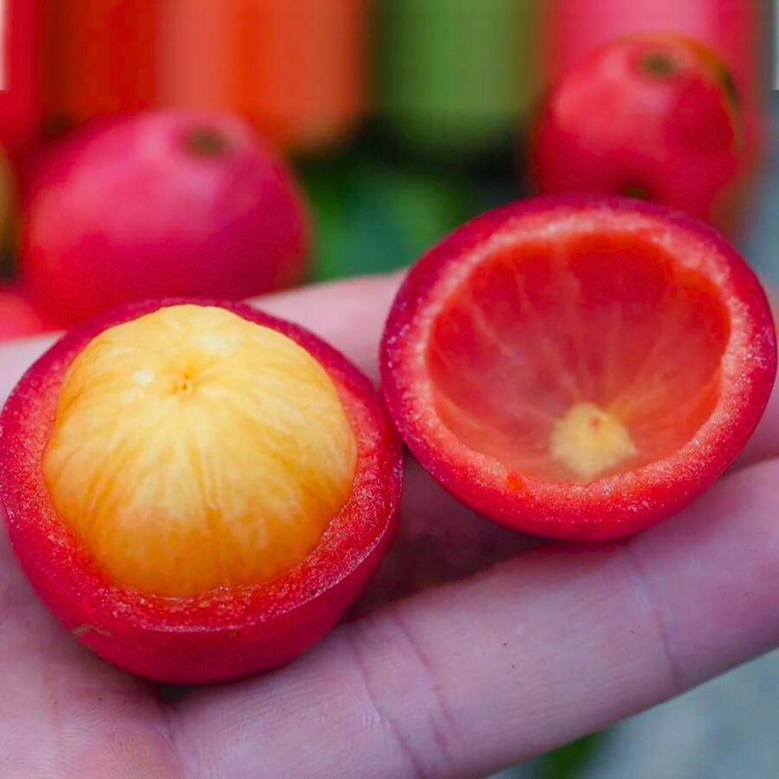 Mundar/Kandis (Garcinia Forbesii) Rare Fruit Live Plant