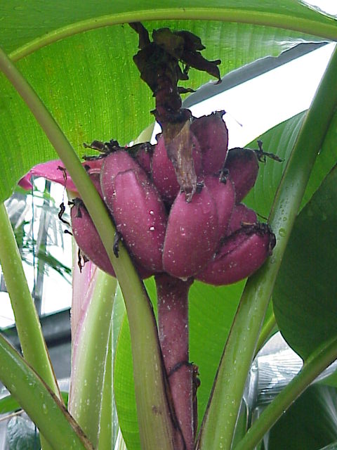 Musa velutina (Pink Banana) Rare Live Plant