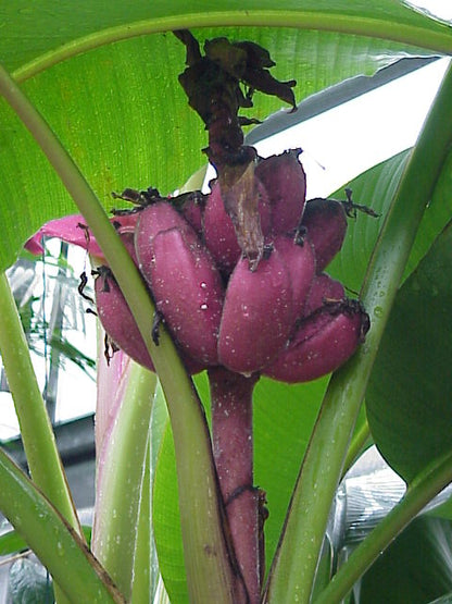 Musa velutina (Pink Banana) Rare Live Plant