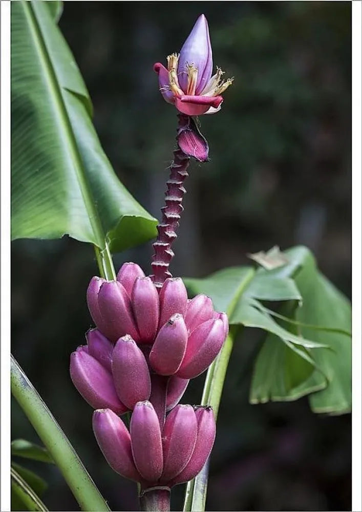 Musa velutina (Pink Banana) Live Plant