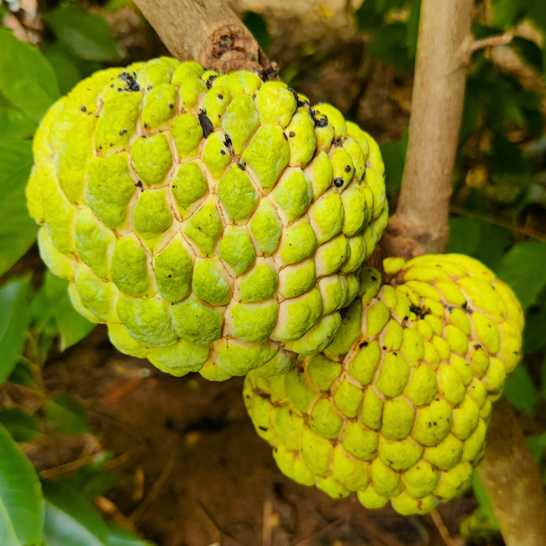 NMK 1 Golden Custard Apple Fruit Live Plant