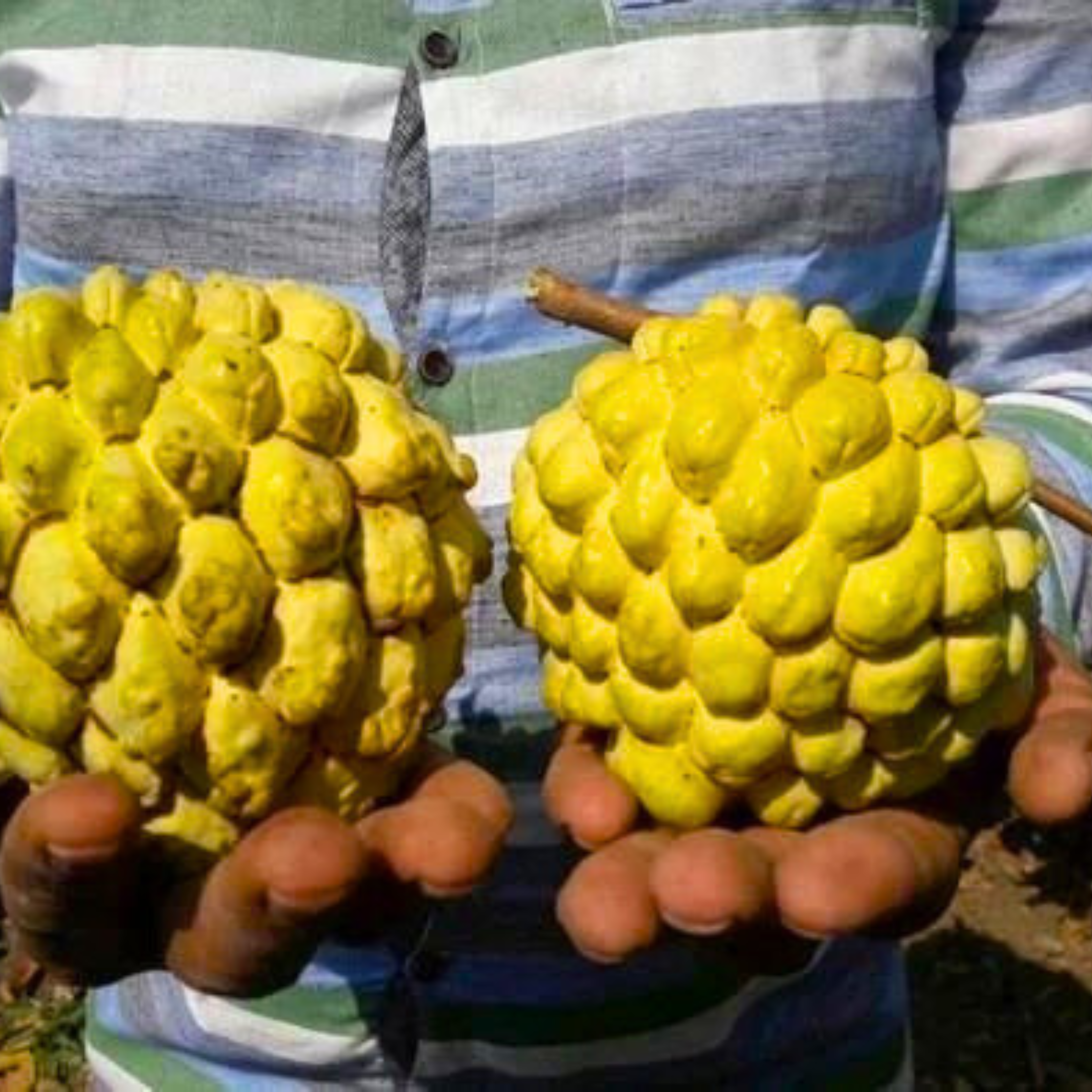 NMK 1 Golden Custard Apple Fruit Live Plant