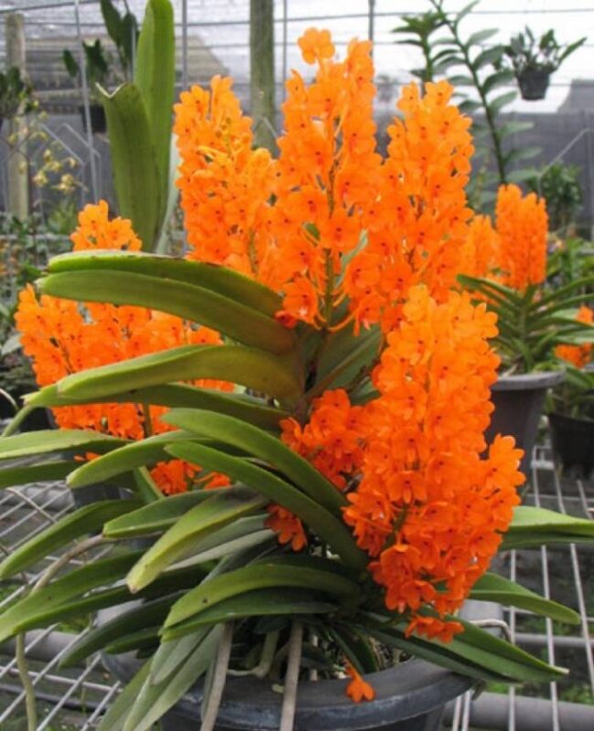 Ascocentrum Miniatum (Blooming Size)