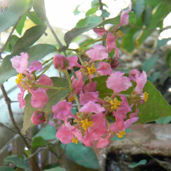 Malpighia Glabra Pink Flowering Live Plant