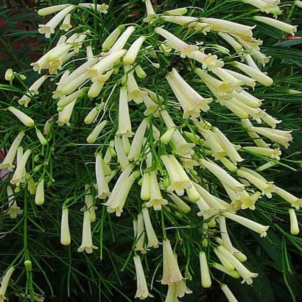 White Firecracker (Russelia equisetiformis) Flowering Live Plant