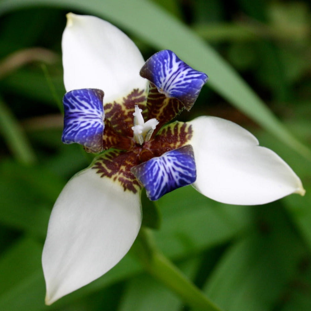 White Walking Iris Flowering Live Plant