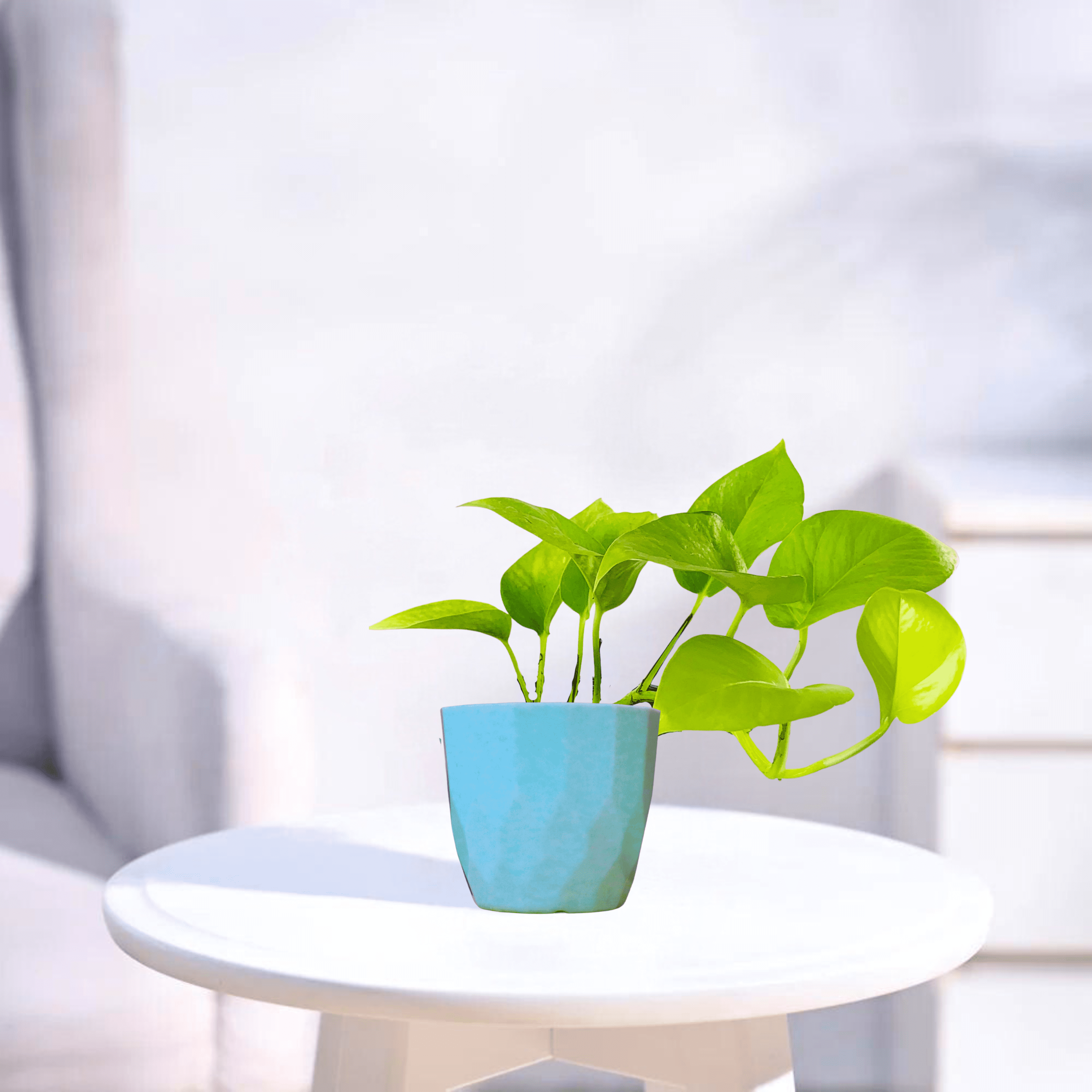 Neon Pothos | Indoor Plant