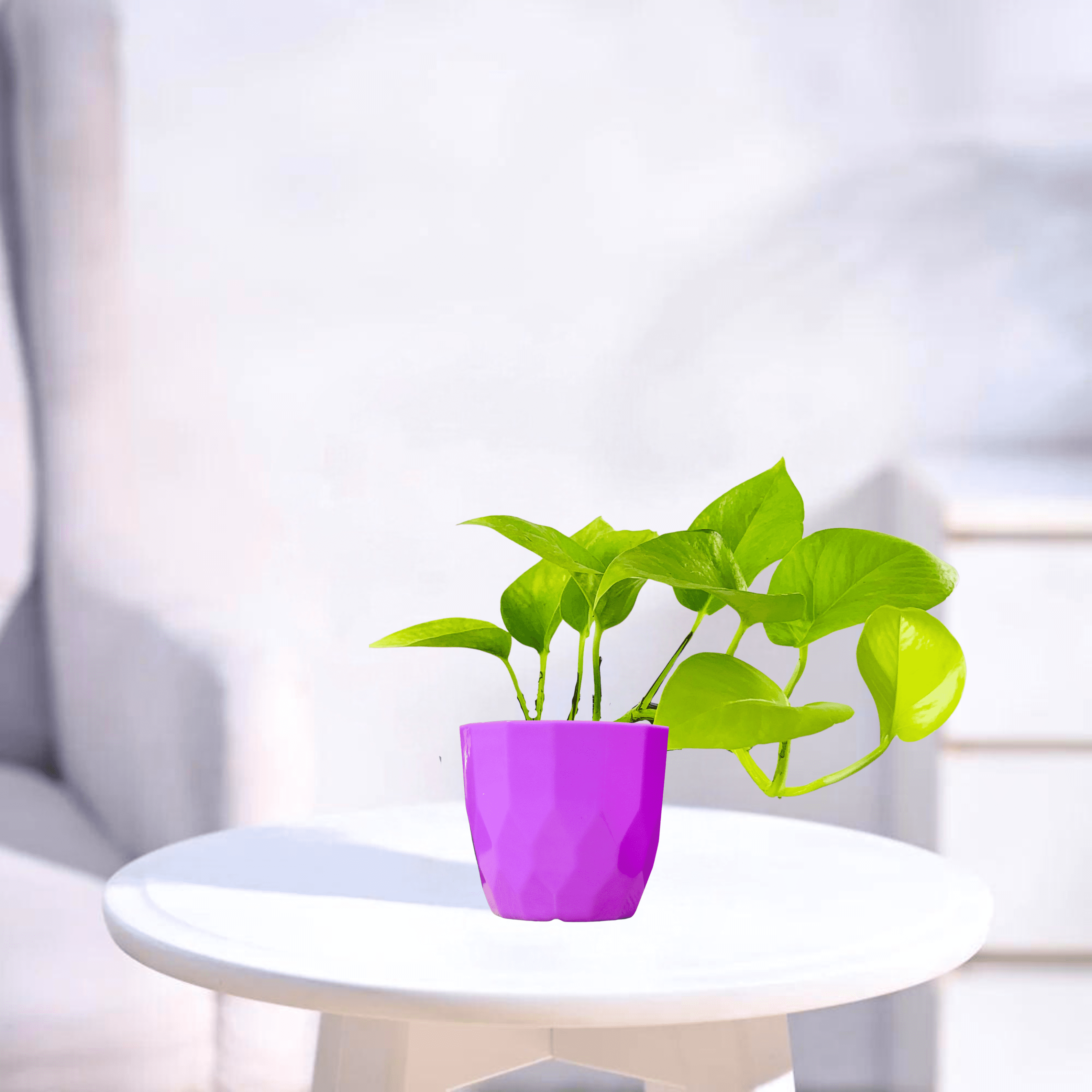 Neon Pothos | Indoor Plant