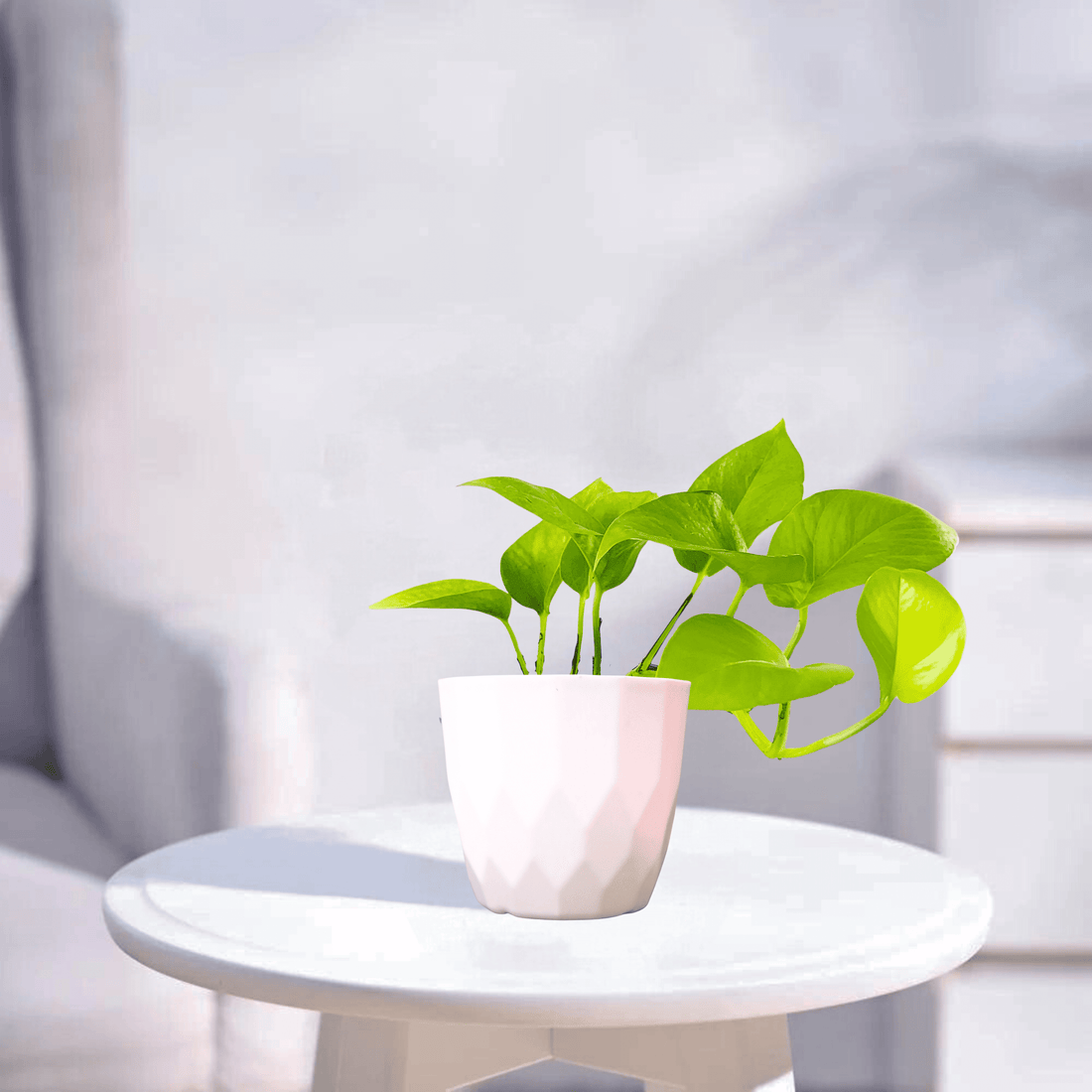 Neon Pothos | Indoor Plant