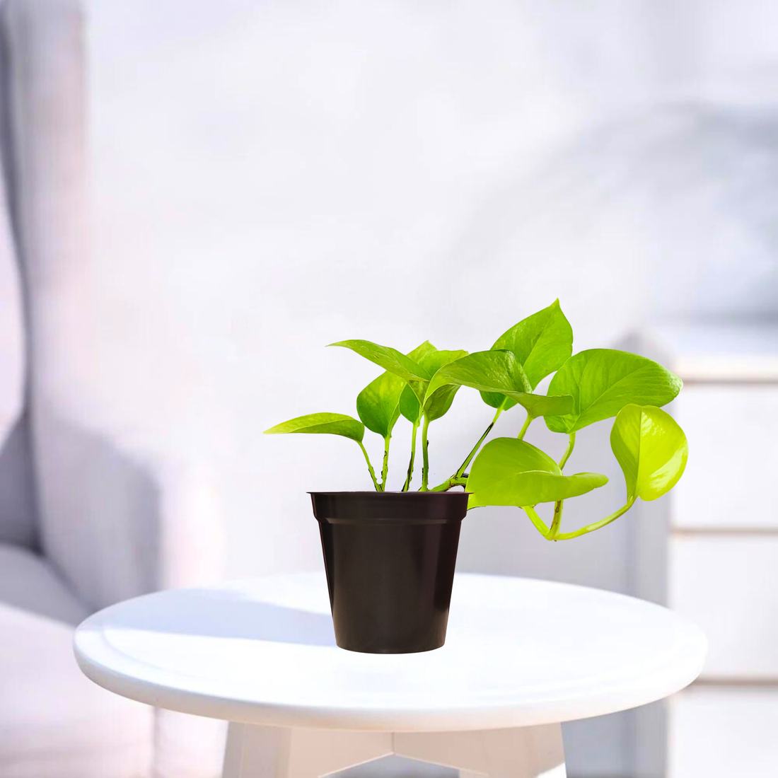 Neon Pothos | Indoor Plant