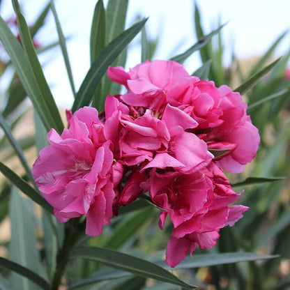 Arali Pink Multi Petal (Nerium oleander) Rare All Time Flowering Live Plant