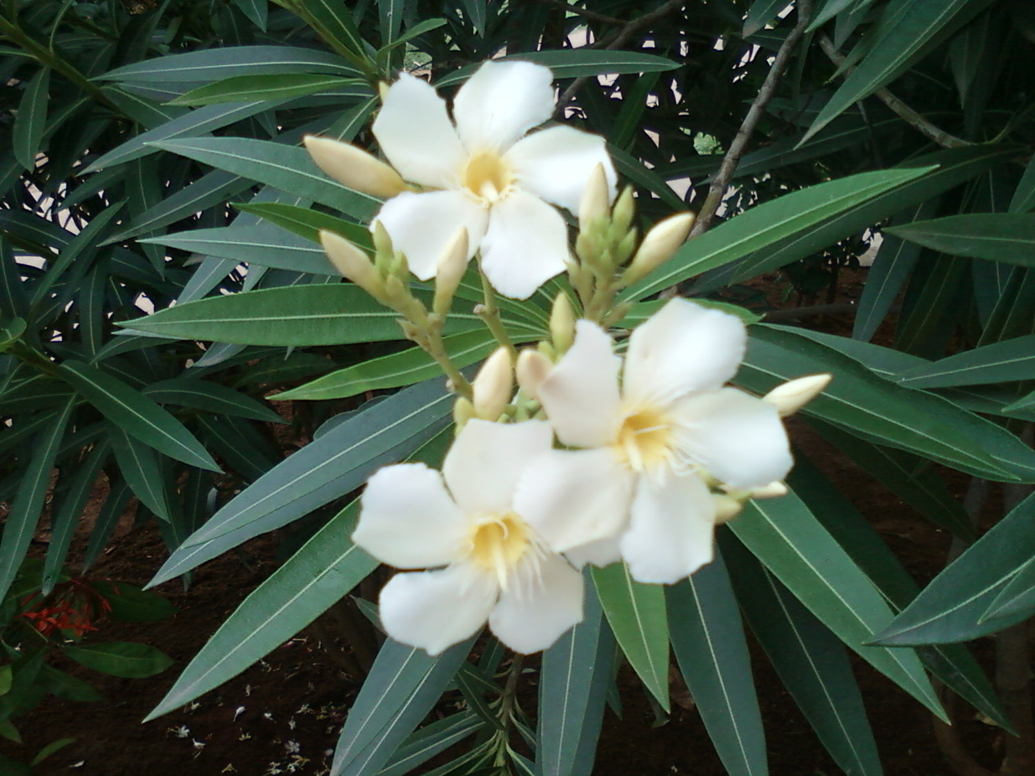 Arali White Single Petal (Nerium oleander) All Time Flowering Live Plant