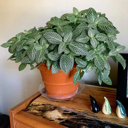 White Fittonia - Nerve Indoor Live Plant