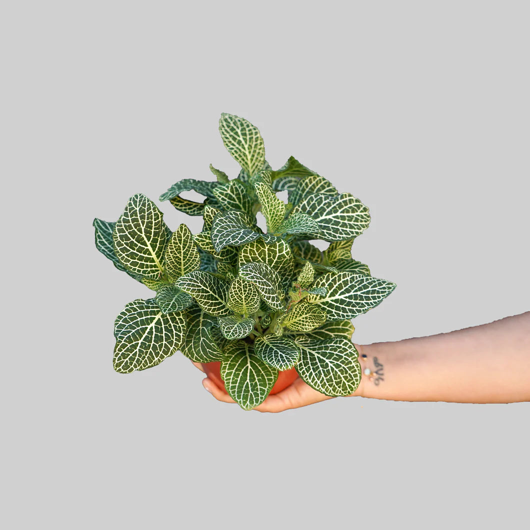 White Fittonia - Nerve Indoor Live Plant