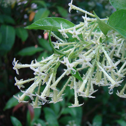 Night Blooming Jasmine White (Cestrum nocturnum) Flowering Live Plant