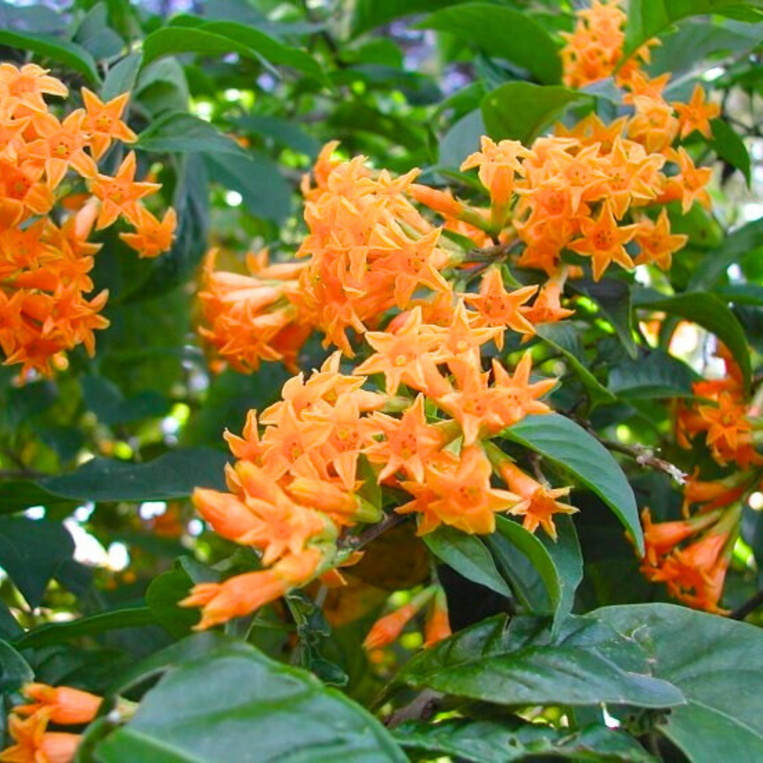 Night Blooming Jasmine Orange (Cestrum aurantiacum) Rare Flowering Live Plant