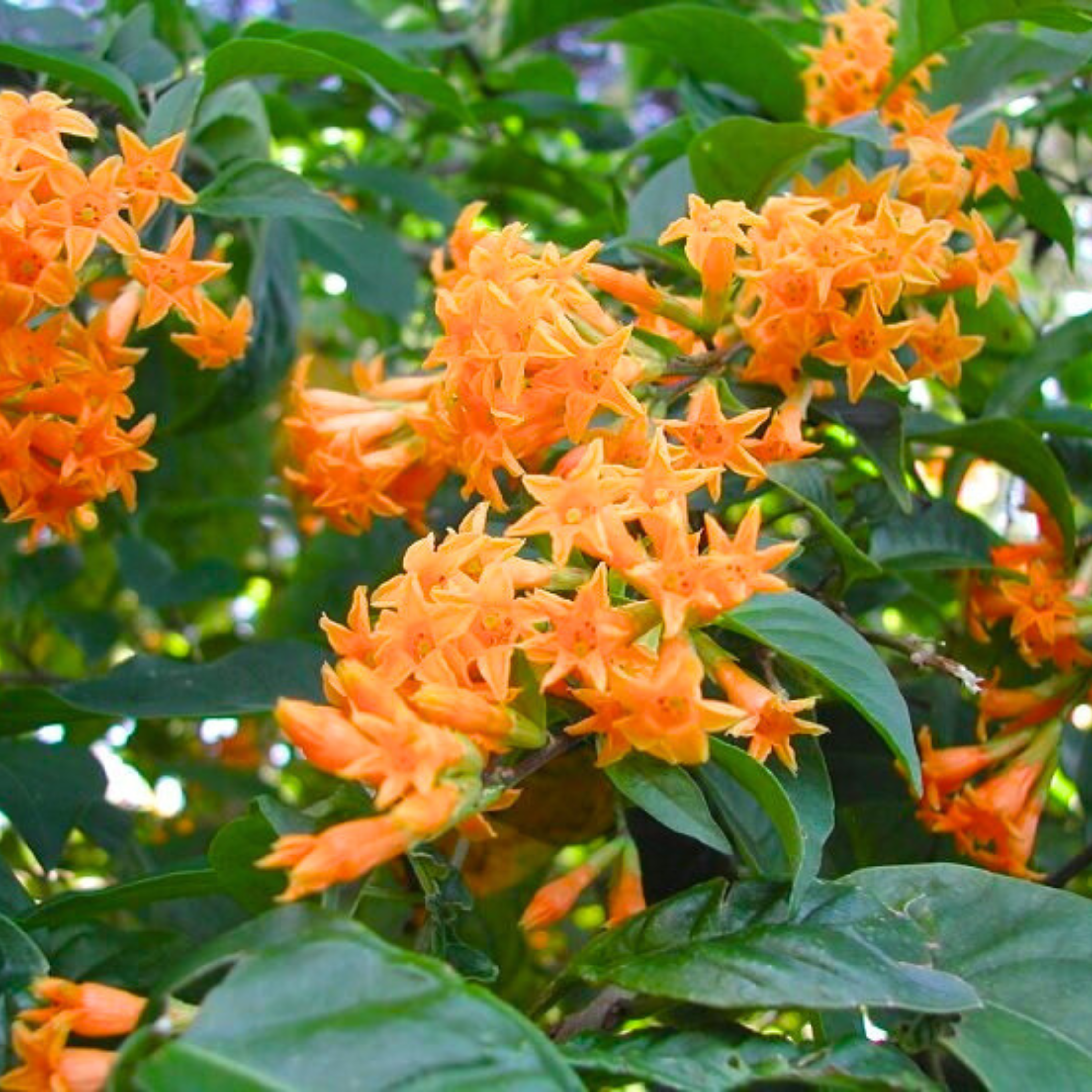 Night Blooming Jasmine Orange (Cestrum aurantiacum) Rare Flowering Live Plant