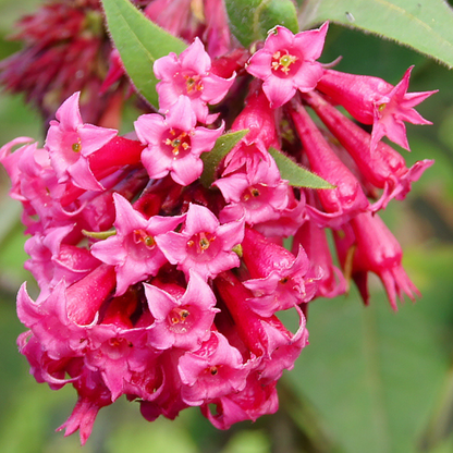 Night Blooming Jasmine Red (Cestrum elegans) Rare Flowering Live Plant