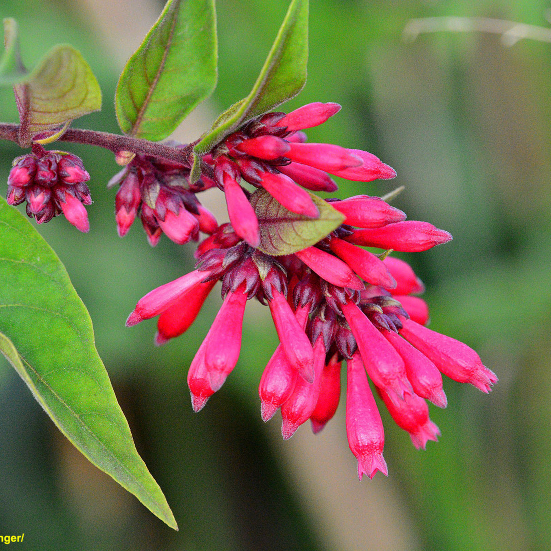 Night Blooming Jasmine Red (Cestrum elegans) Rare Flowering Live Plant