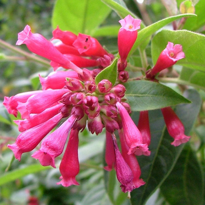 Night Blooming Jasmine Red (Cestrum elegans) Rare Flowering Live Plant