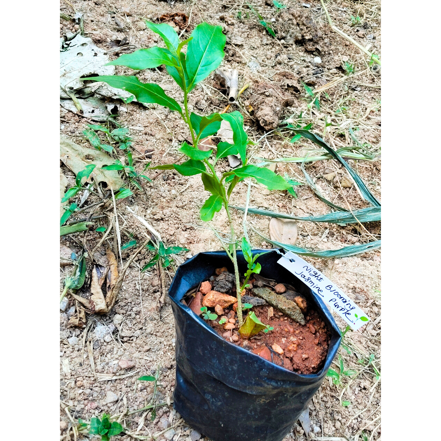 Night Blooming Jasmine Purple Flowering Live Plant