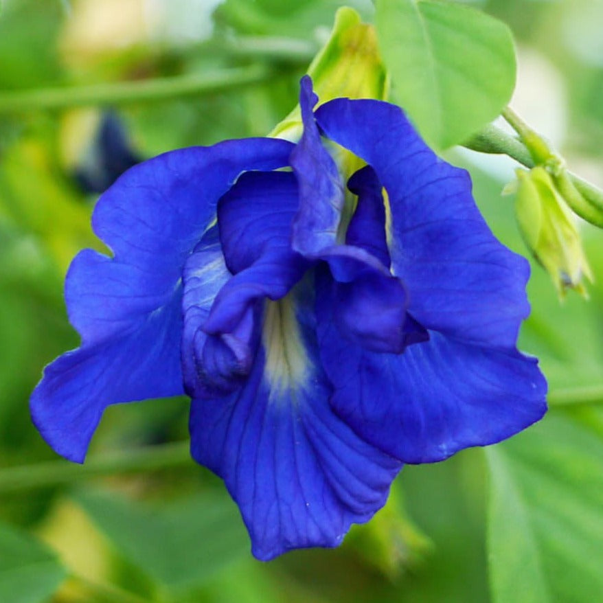 Clitoria Ternatea - Blue Multipetal (Sangu Pushpam, Butterfly Pea) Medicinal Live Plant