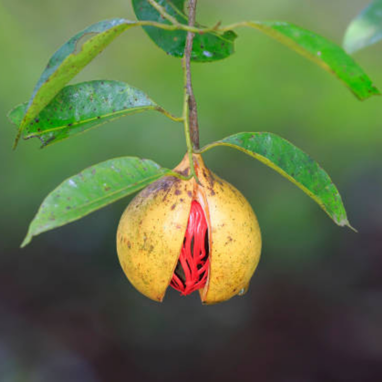 Nutmeg / Jaiphal (Myristica fragrans) Medicinal Fruit Live Plant