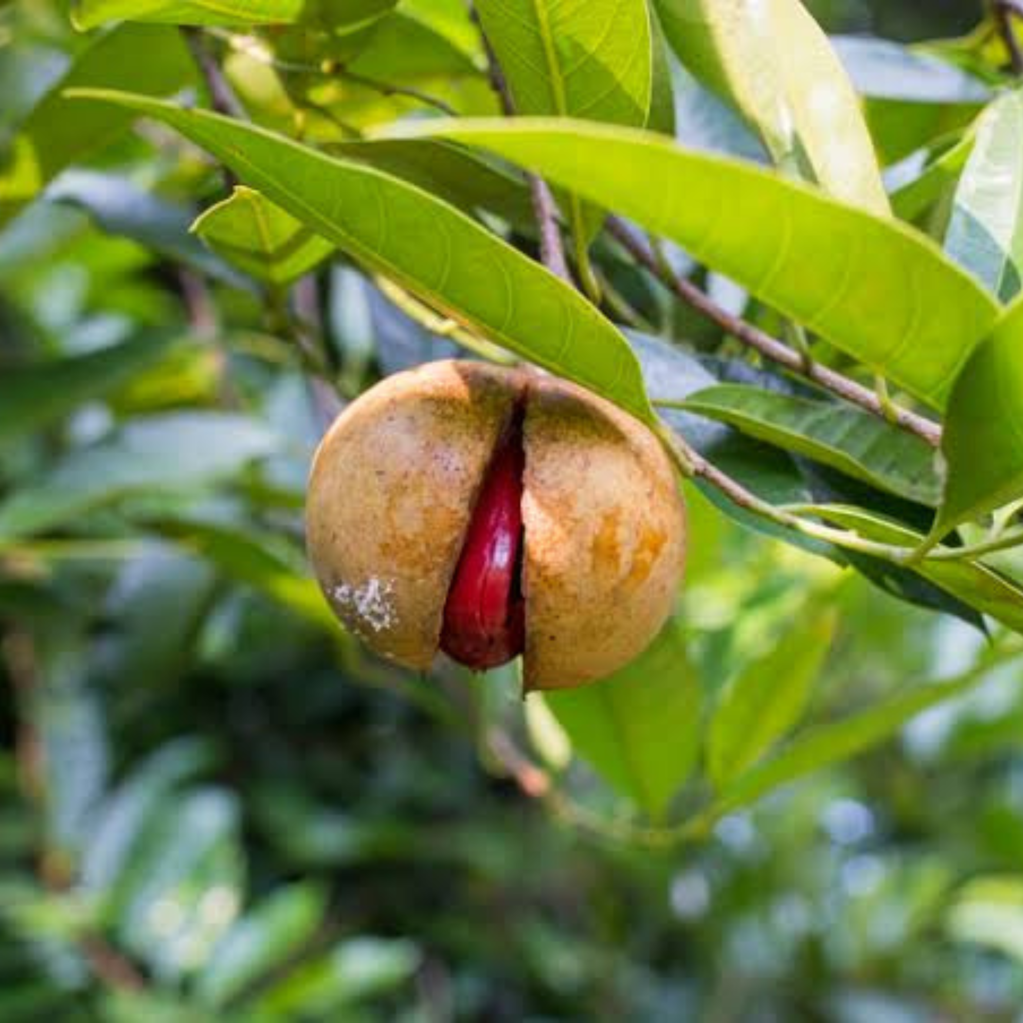 Nutmeg / Jaiphal (Myristica fragrans) Medicinal Fruit Live Plant