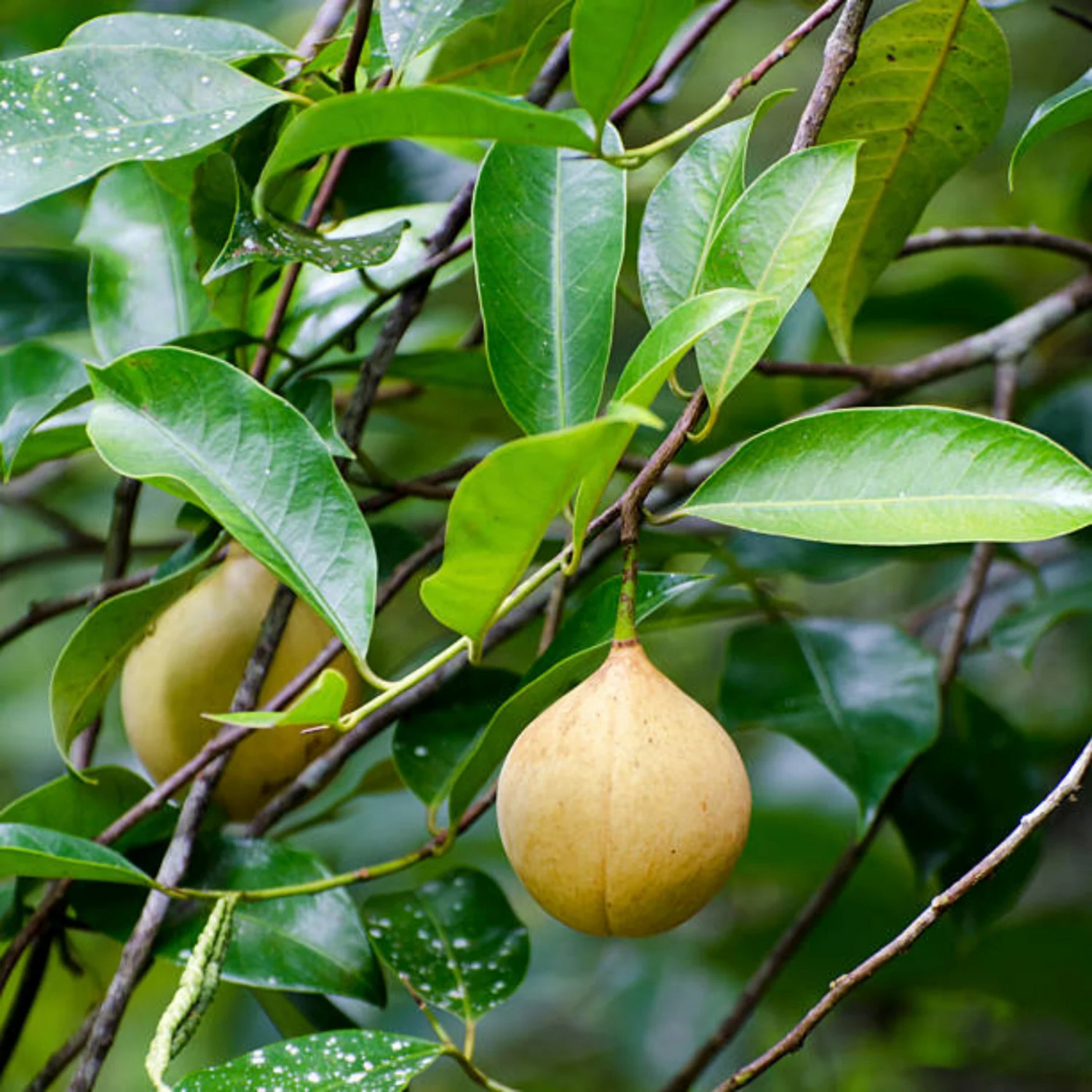 Nutmeg / Jaiphal (Myristica fragrans) Medicinal Fruit Live Plant