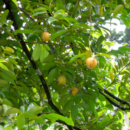 Nutmeg / Jaiphal (Myristica fragrans) Medicinal Fruit Live Plant