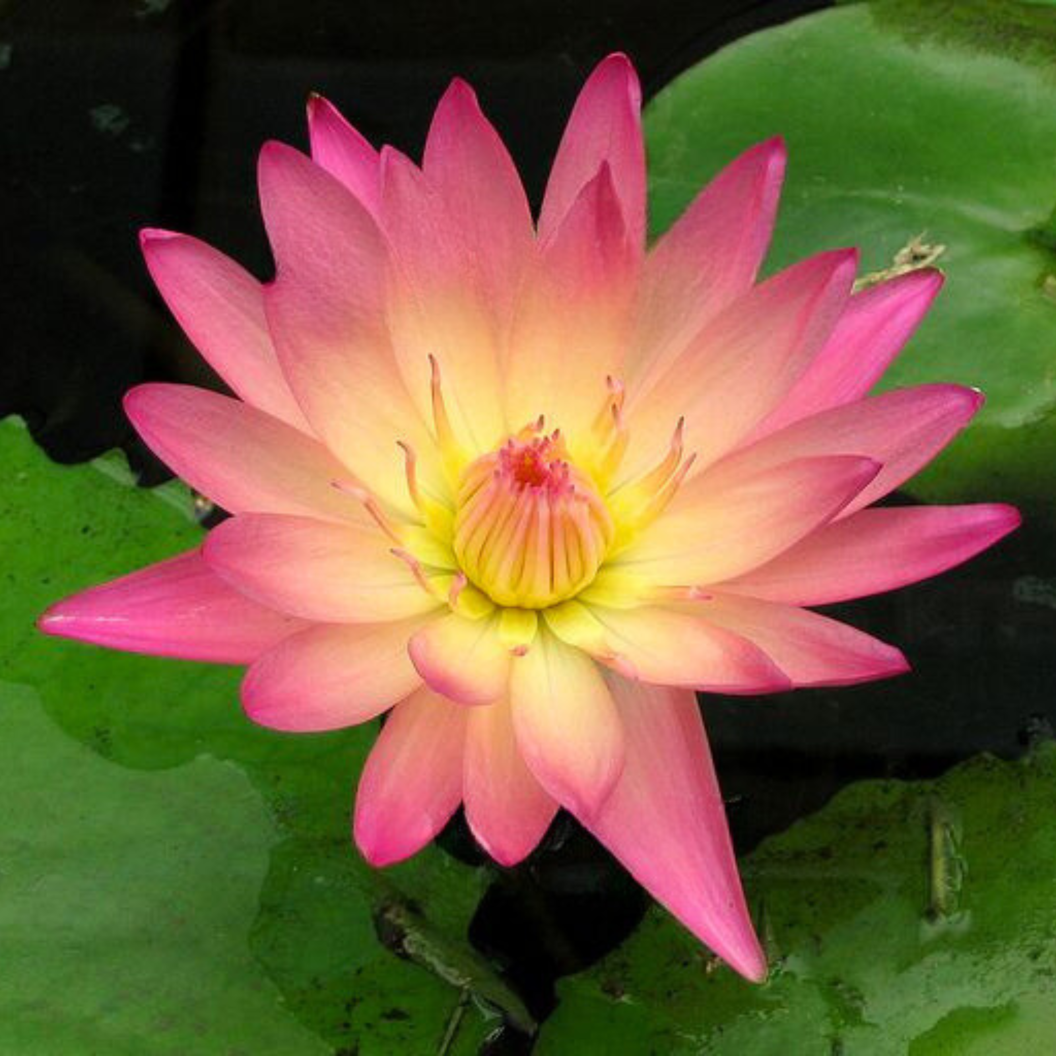 Nymphaea After Glow